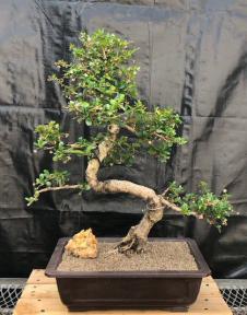 Flowering Fukien Tea Bonsai Tree<br>Curved Trunk & Tiered Branching<br><i>(ehretia microphylla)</i>