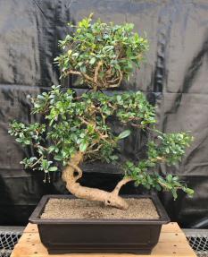 Flowering Fukien Tea Bonsai Tree<br>Curved Trunk & Tiered Branching<br><i>(ehretia microphylla)</i>