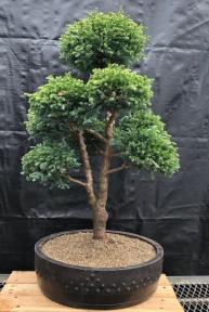 Silver Cypress Bonsai Tree<br>Pom Pom Style <br><i>(chamecyparis pisifera 'boulevard')</i>