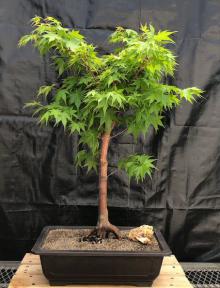 Coral Bark Japanese Maple Bonsai Tree<br>(Acer palmatum 'Sango-kaku')