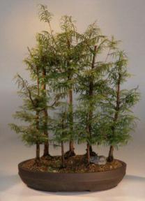 Dawn Redwood Bonsai Tree<br><i>(metasequoia glyptostrobides)</i>