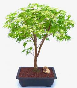 Coral Bark Japanese Maple Bonsai Tree<br>(Acer palmatum 'Sango-kaku')