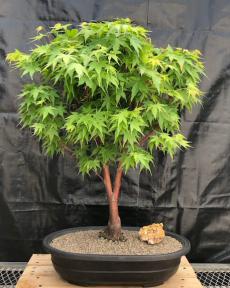 Coral Bark Japanese Maple Bonsai Tree<br>(Acer palmatum 'Sango-kaku')