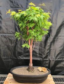 Coral Bark Japanese Maple Bonsai Tree<br>(Acer palmatum 'Sango-kaku')