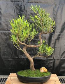 Flowering Podocarpus Bonsai Tree <br>Curved Trunk Style<br><i>(podocarpus macrophyllus)</i>