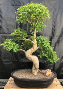 Flowering Ligustrum Bonsai Tree<br>Curved Trunk & Tiered Branching Style<br><i>(ligustrum lucidum)</i>