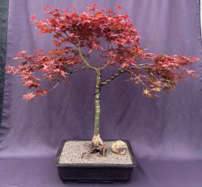 Japanese Red Maple Bonsai Tree<br>(Acer Palmautm Shin-Deshojo)