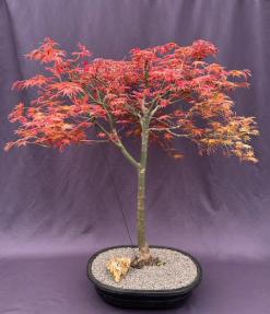 Japanese Red Maple Bonsai Tree<br>(Acer Palmautm Shin-Deshojo)