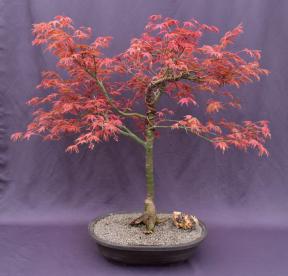 Japanese Red Maple Bonsai Tree<br><i> (Shindeshojo)</i>