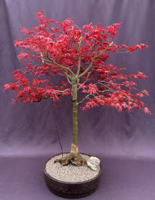 Japanese Red Maple Bonsai Tree<br>(Acer Palmautm Shin-Deshojo)