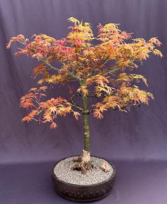 Japanese Red Maple Bonsai Tree<br>(Acer Palmautm Shin-Deshojo)