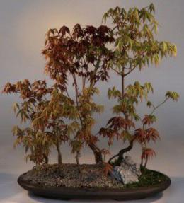 Japanese  forest group planting bonsai pot  9.6"L     style 31-13 olive 