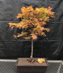 Japanese Red Maple Bonsai Tree<br><i> (Shindeshojo)</i>