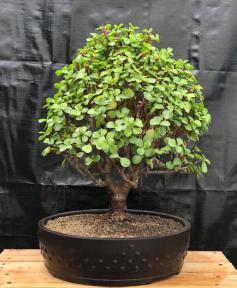 Baby Jade Bonsai Tree<br><i>(Portulacaria Afra)</i>