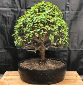 Baby Jade Bonsai Tree<br><i>(Portulacaria Afra)</i>