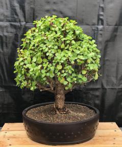 Baby Jade Bonsai Tree<br><i>(Portulacaria Afra)</i>