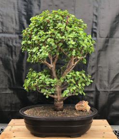 Baby Jade Bonsai Tree<br><i>(Portulacaria Afra)</i>