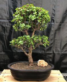 Baby Jade Bonsai Tree<br><i>(Portulacaria Afra)</i>