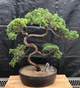 Juniper Bonsai Tree - Trained <br><i>(juniper procumbens nana)</i>