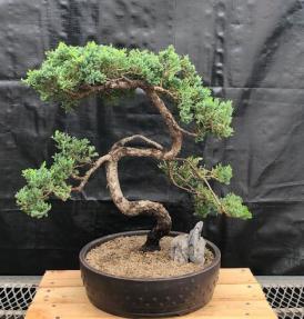 Juniper Bonsai Tree - Trained <br><i>(juniper procumbens nana)</i>