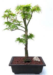 Japanese Green Maple Bonsai Tree <br><i>(acer palmatum 'Mikawa Yatsubusa')</i>