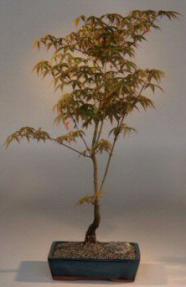 Japanese Maple Bonsai Tree<br><i>(acer palmatum)</i>