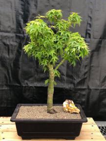 Dwarf Japanese Maple Bonsai Tree<br>(Acer palmatum 'Akita yatsubusa')