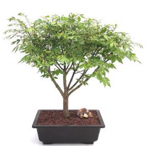 Flowering Burning Bush Bonsai Tree<br><i>(euonymous)</i>