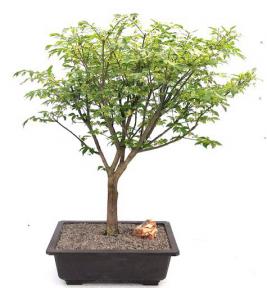 Flowering Burning Bush Bonsai Tree<br><i>(euonymous)</i>