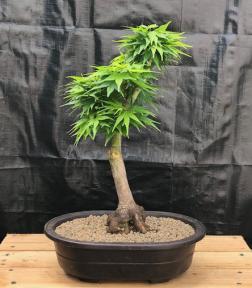 Japanese Green Maple Bonsai Tree <br><i>(acer palmatum 'Mikawa Yatsubusa')</i>