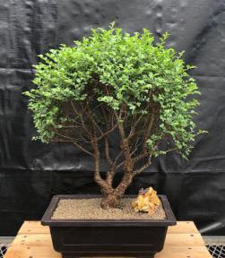 Chinese Seiju Elm Bonsai Tree<br><i>(ulmus parvifolia 'seiju')</i>