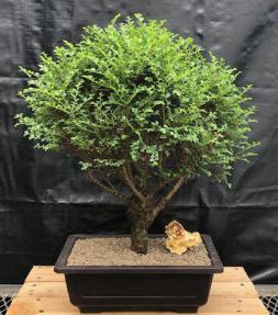 Chinese Seiju Elm Bonsai Tree<br><i>(ulmus parvifolia 'seiju')</i>