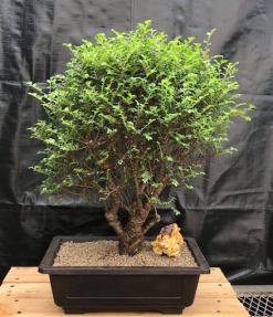 Chinese Seiju Elm Bonsai Tree<br><i>(ulmus parvifolia 'seiju')</i>