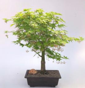 Japanese Maple Bonsai Tree(acer palmatum 'Kogane sakae')