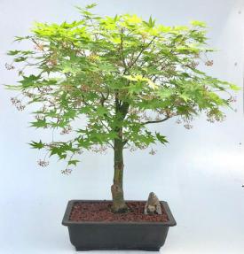 Japanese Maple Bonsai Tree(acer palmatum 'Kogane sakae')