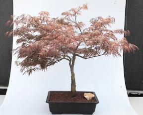 Crimson Queen Japanese Maple<br>(Acer palmatum var. dissectum 'Crimson Queen')