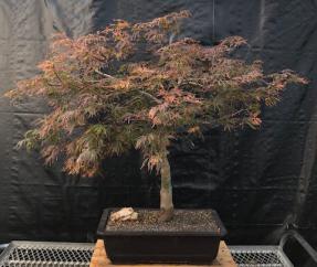 Crimson Queen Japanese Maple<br>(Acer palmatum var. dissectum 'Crimson Queen')