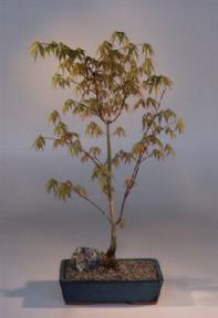 Japanese Maple Bonsai Tree<br><i>(acer palmatum)</i>