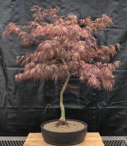 Crimson Queen Japanese Maple<br>(Acer palmatum var. dissectum 'Crimson Queen')