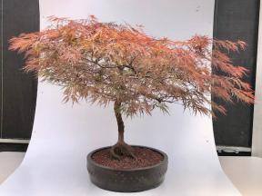 Weeping Red Dragon Japanese Maple Bonsai Tree <br><i>(Acer palmatum dissectum 'Red Dragon')</i>