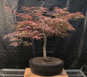 Weeping Red Dragon Japanese Maple Bonsai Tree <br><i>(Acer palmatum dissectum 'Red Dragon')</i>