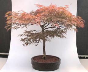 Weeping Red Dragon Japanese Maple Bonsai Tree <br><i>(Acer palmatum dissectum 'Red Dragon')</i>