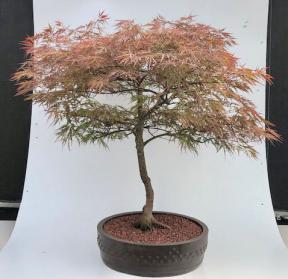 Weeping Red Dragon Japanese Maple Bonsai Tree <br><i>(Acer palmatum dissectum 'Red Dragon')</i>