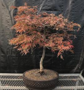 Weeping Red Dragon Japanese Maple Bonsai Tree <br><i>(Acer palmatum dissectum 'Red Dragon')</i>
