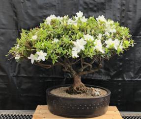 Flowering Delaware Valley White Azalea Bonsai Tree<br>(Azalea x 'Delaware Valley White' )