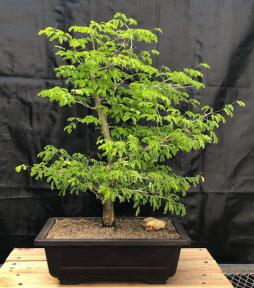 Flowering Brazilian Raintree Bonsai Tree <br><i>(pithecellobium tortum)</i>