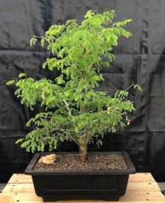 Flowering Brazilian Raintree Bonsai Tree <br><i>(pithecellobium tortum)</i>