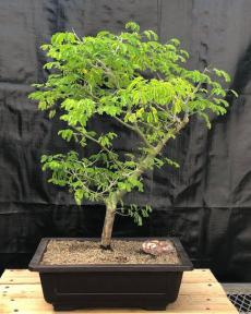 Flowering Brazilian Raintree Bonsai Tree <br><i>(pithecellobium tortum)</i>