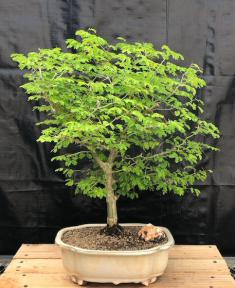 Flowering Brazilian Raintree Bonsai Tree<br><i>(pithecellobium tortum)</i>