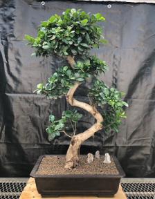 Fruiting Green Emerald Ficus Bonsai Tree<br>Curved Trunk & Tiered Branching<br><i>(ficus microcarpa)</i>